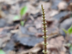 Equisetum pratense image
