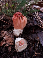 Colus hirudinosus