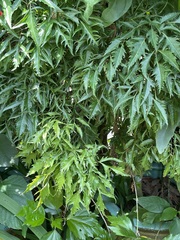 Polyscia