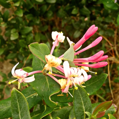 Mediterranean Honeysuckle