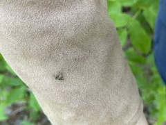 Aedes atlanticus