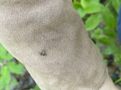 Aedes atlanticus