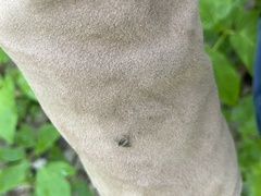 Aedes atlanticus