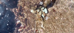 Eudistoma