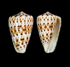 Conus byssinus