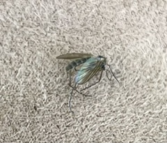 Aedes atlanticus