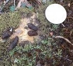 Phascolarctos cinereus