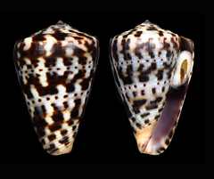 Conus byssinus