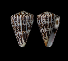 Conus byssinus