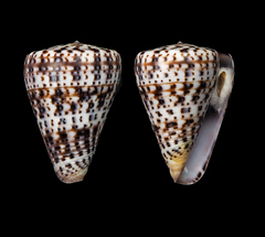 Conus byssinus