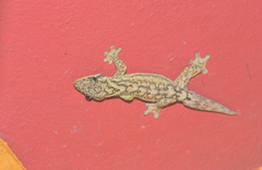 Thecadactylus