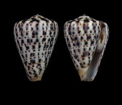 Conus byssinus