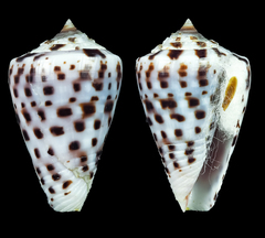 Conus byssinus