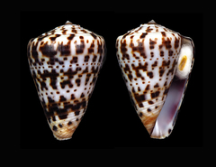 Conus byssinus