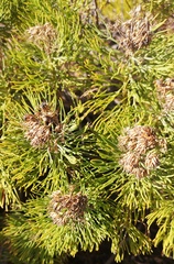 Athanasiinae