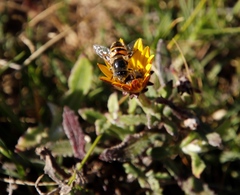 Eristalinus modestus