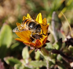 Eristalinus modestus