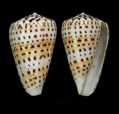Conus byssinus