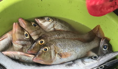 Lethrinus atlanticus