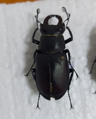 Lucanus cervus