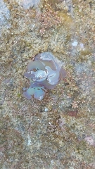 Hydatina physis