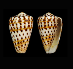 Conus byssinus