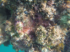 Corynactis australis