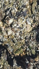 Saccostrea cuccullata