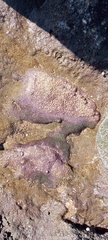 Lithophyllum