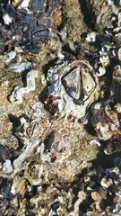 Saccostrea cuccullata