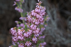 Erica globiceps consors