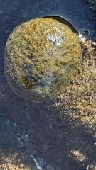 Culcita novaeguineae