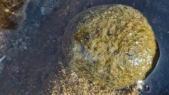 Culcita novaeguineae