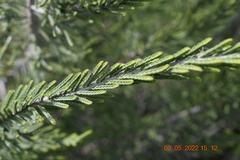 Passerina ericoides