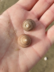 Coelotrochus tiaratus