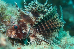 Dendrochirus hemprichi