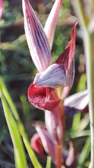 Serapias strictiflora