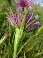 Tragopogon eriospermus