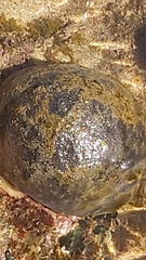 Culcita novaeguineae