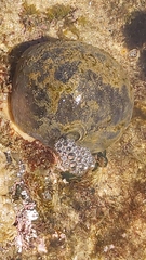 Culcita novaeguineae