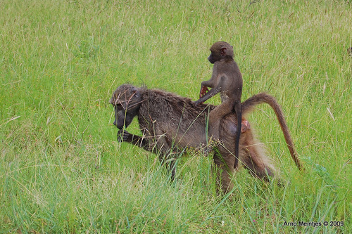Chacma Baboon, photo 7 of 9