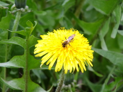 Andrena