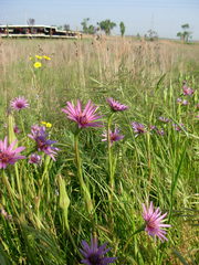 Tragopogon eriospermus