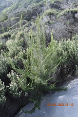 Passerina ericoides