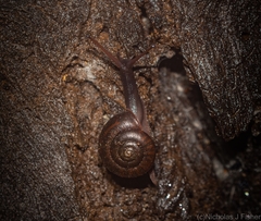 Ramogenia challengeri