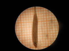 Tragopogon eriospermus