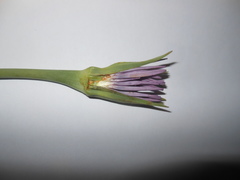 Tragopogon eriospermus
