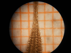 Tragopogon eriospermus