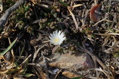 Delosperma guthriei