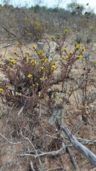 Marasmodes